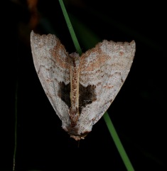 Hyperlopha compactilis