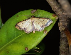 Idaea impexa