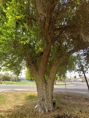 Ziziphus mauritiana