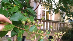 Lagerstroemia indica