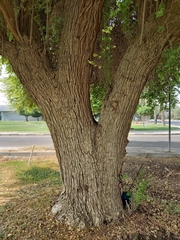 Ziziphus mauritiana