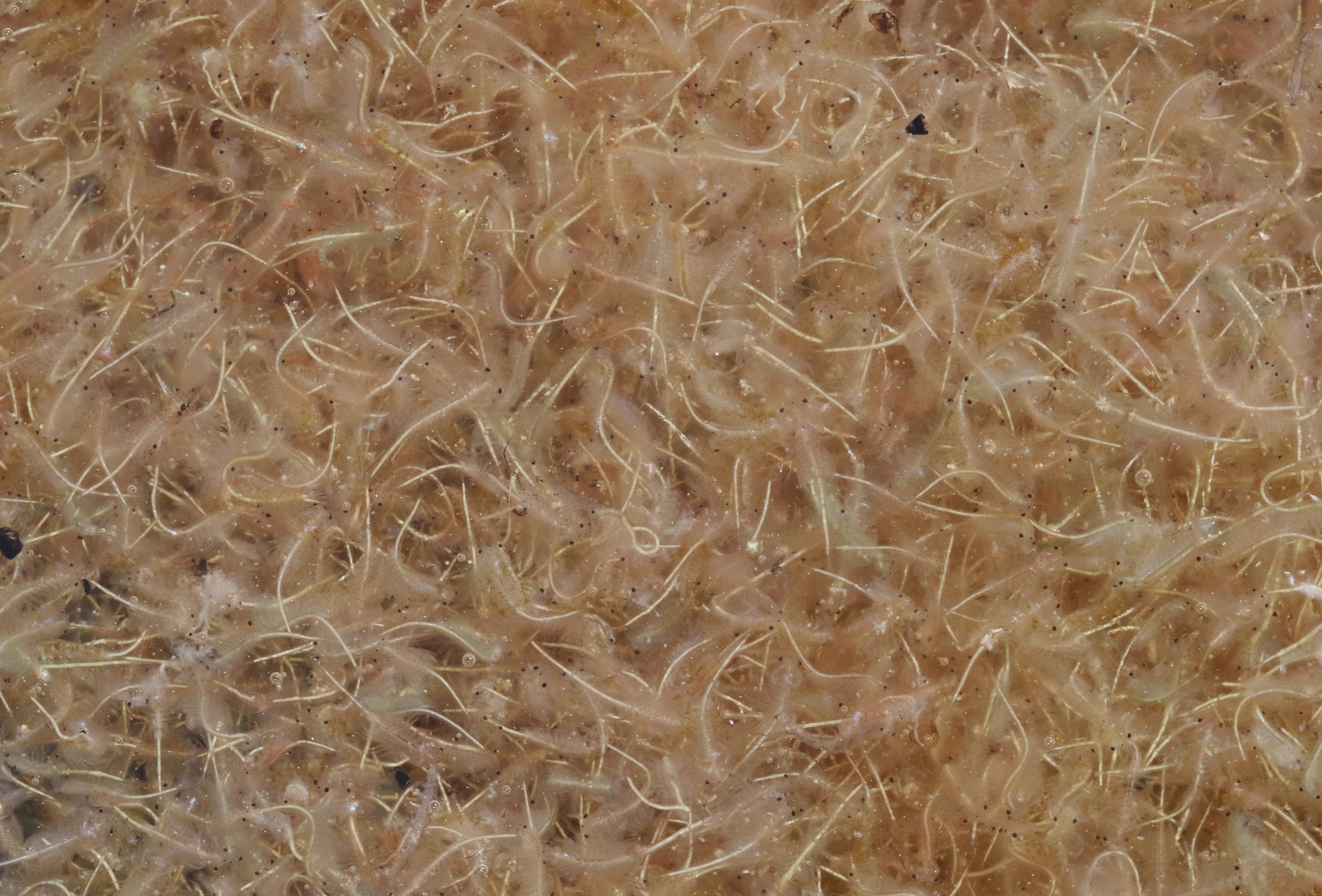 Artemia monica Verrill, 1869