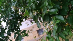 Lagerstroemia indica