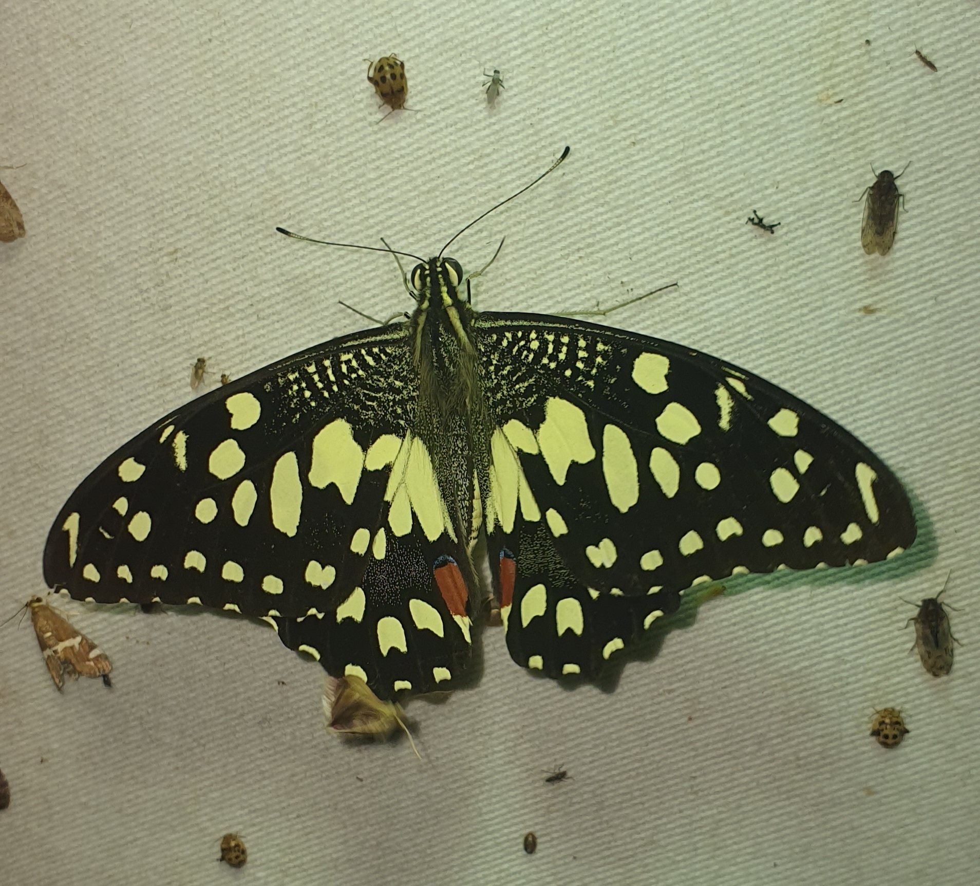 Lime Swallowtail