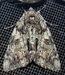 Catocala lacrymosa