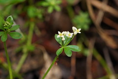 Asperula euryphylla