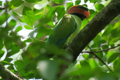 Psittacula longicauda