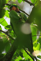 Psittacula longicauda