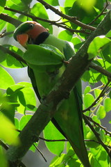 Psittacula longicauda