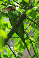 Psittacula longicauda