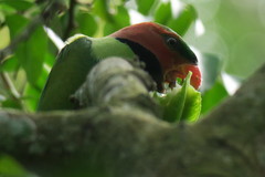Psittacula longicauda