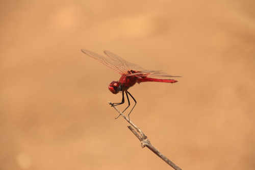 Red Basker
