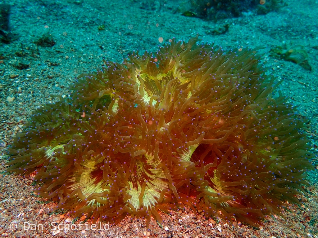 Elegance coral