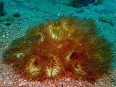 Catalaphyllia jardinei