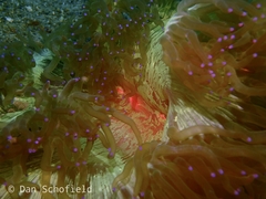 Catalaphyllia jardinei