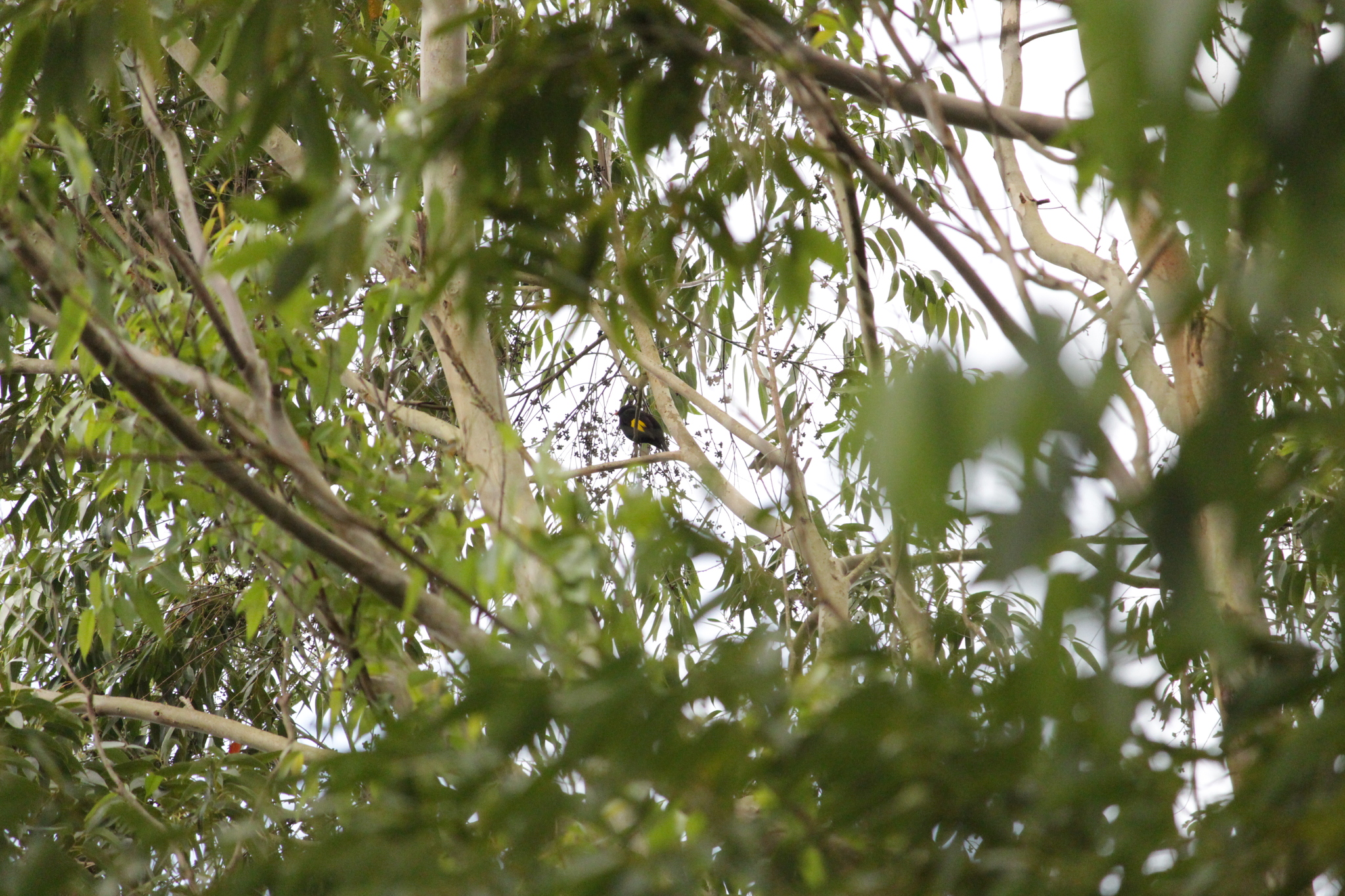 Black-and-gold Cotinga (Lipaugus ater), photo 7