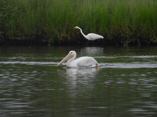 iNaturalist observation photo of American White Pelican
