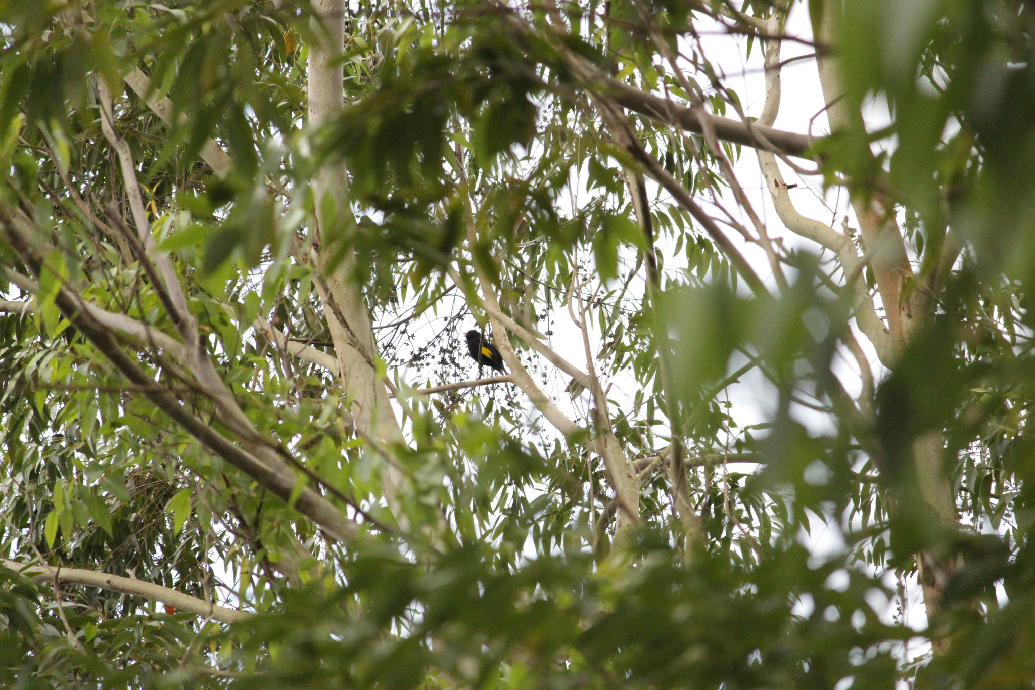 Black-and-gold Cotinga (Lipaugus ater), photo 6