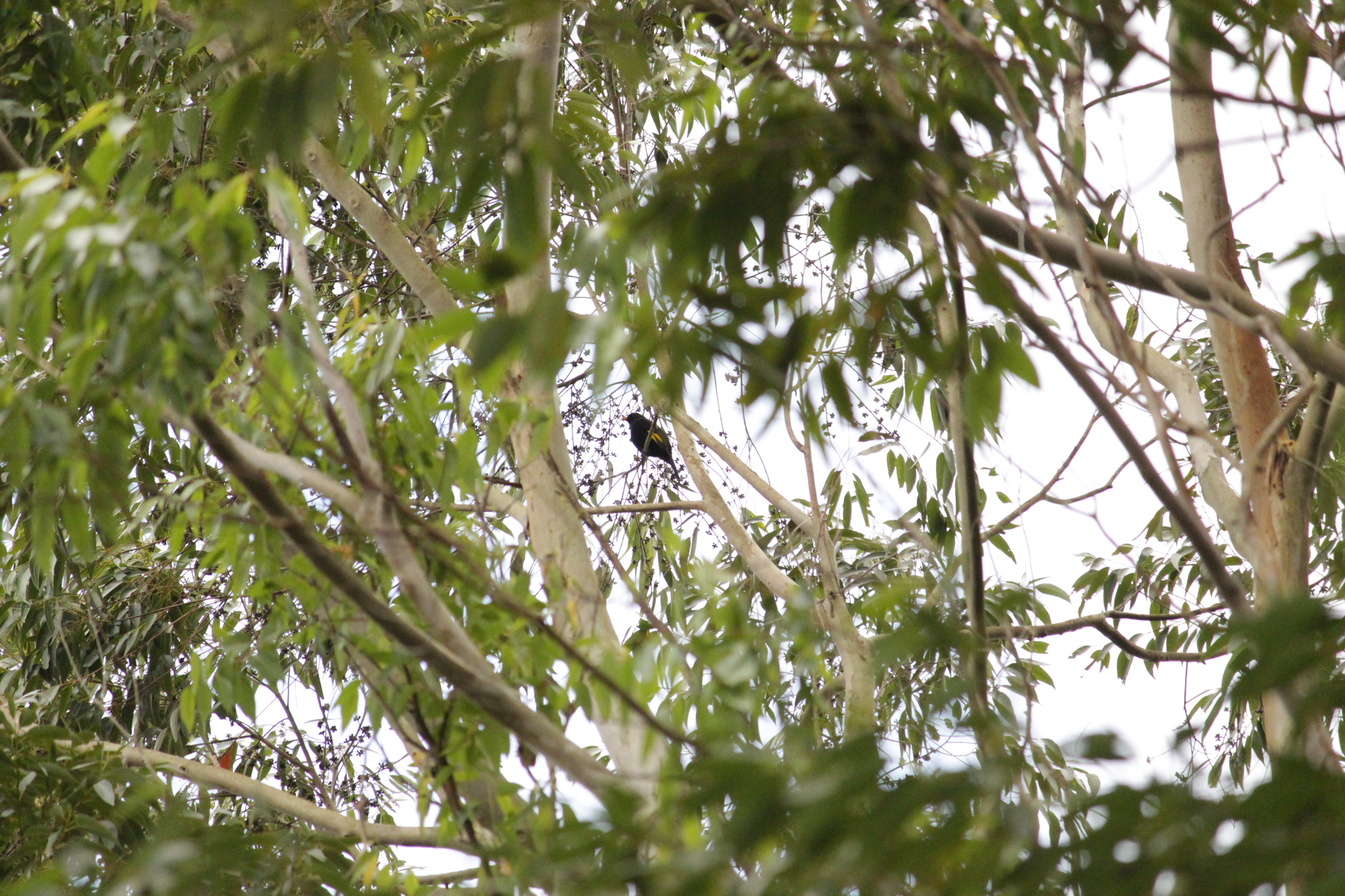 Black-and-gold Cotinga (Lipaugus ater), photo 2