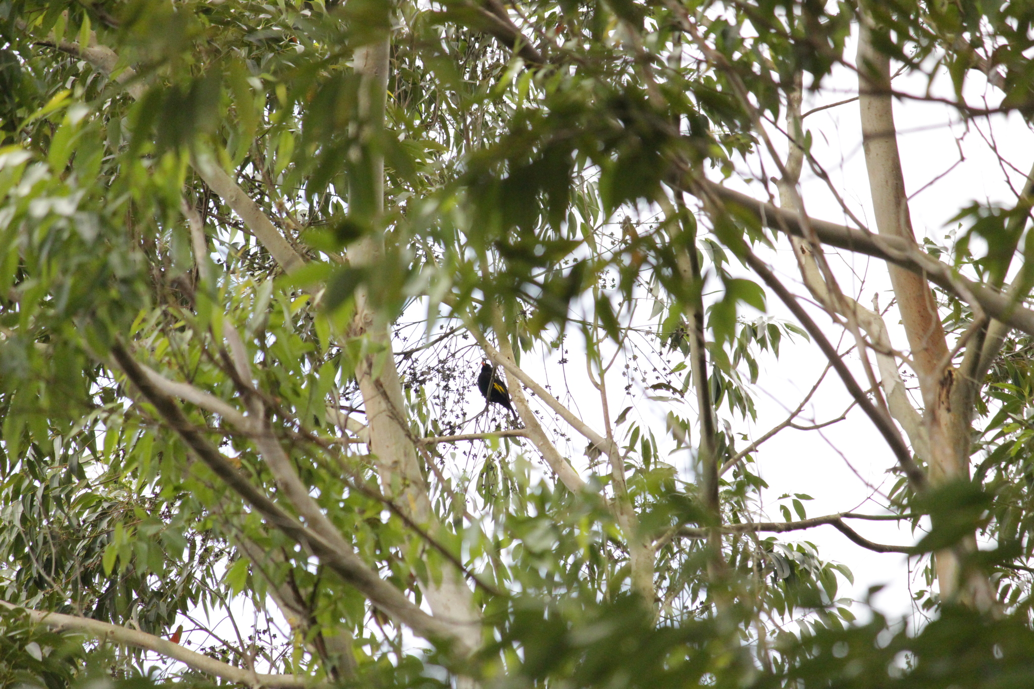 Black-and-gold Cotinga (Lipaugus ater), photo 5