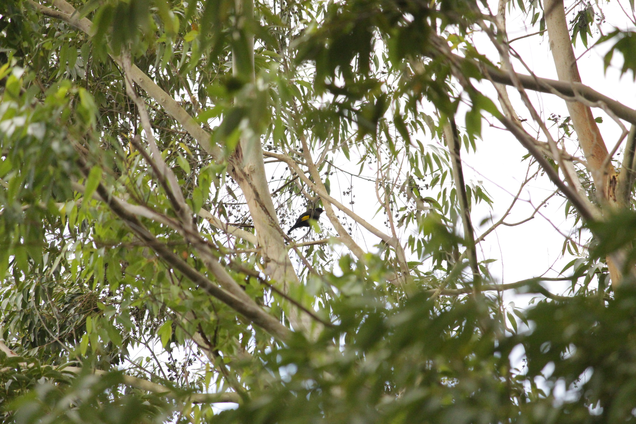 Black-and-gold Cotinga (Lipaugus ater), photo 3
