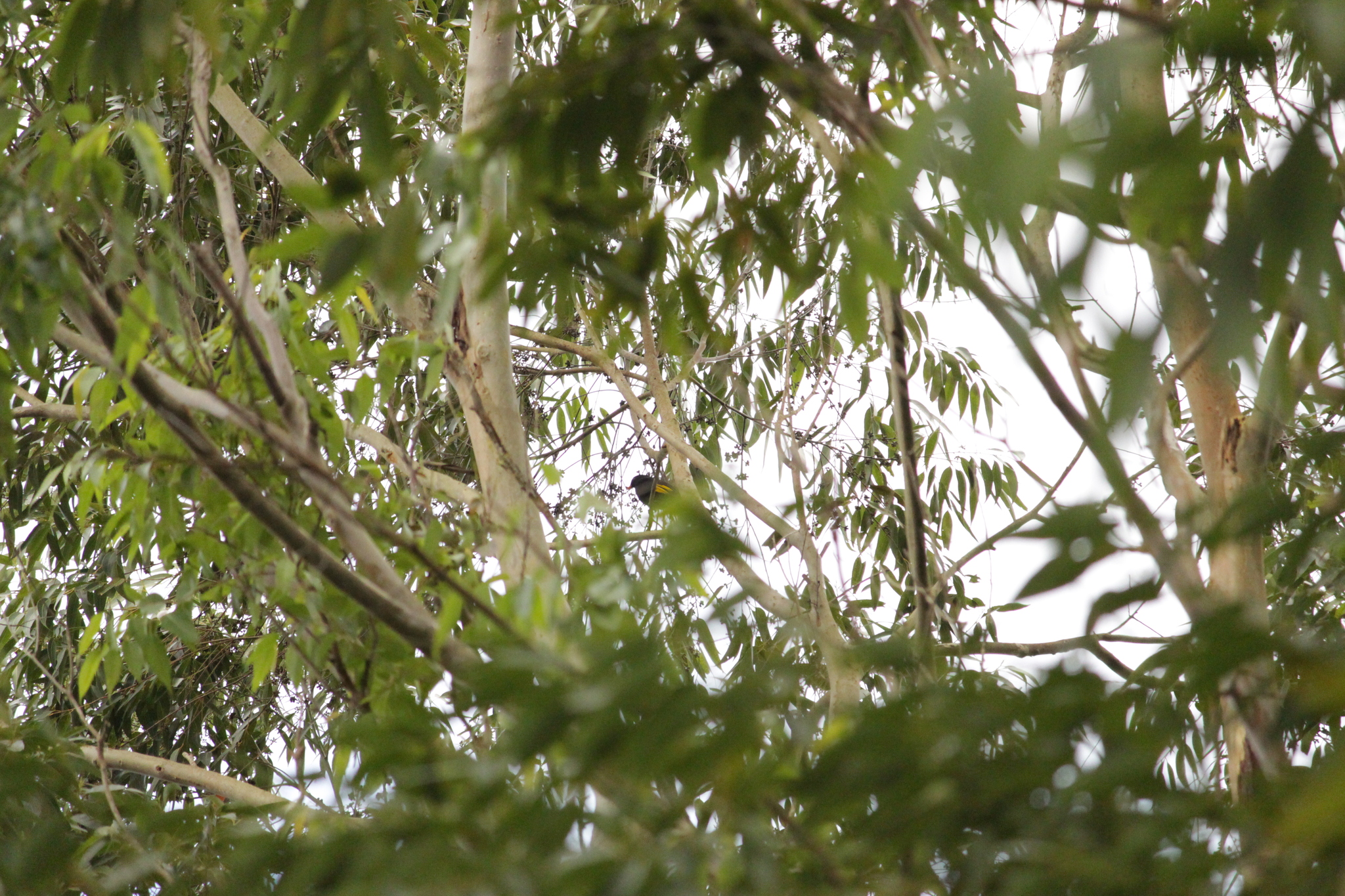Black-and-gold Cotinga (Lipaugus ater), photo 4