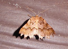 Ischalis fortinata
