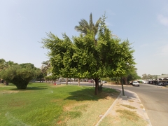 Ziziphus mauritiana