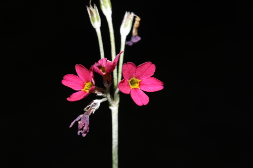 Rusby's primrose
