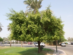 Ziziphus mauritiana