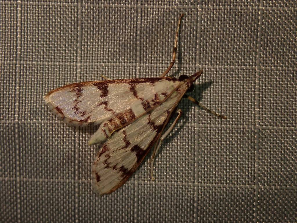 Azochis rufifrontalis