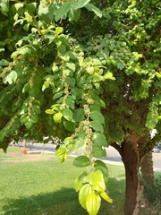 Ziziphus mauritiana