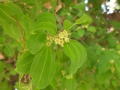 Ziziphus mauritiana