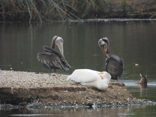 iNaturalist observation photo of Brown Pelican