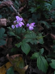 Geranium