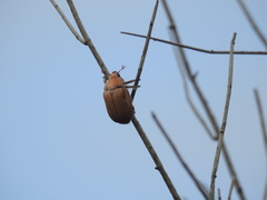 Anoplognathus velutinus