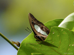 Polyura hebe