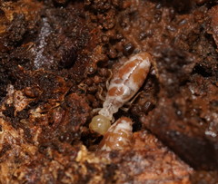 Stolotermitidae