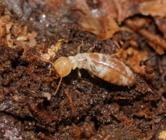 Stolotermitidae