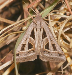 Callistege diagonalis