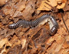 Cambalidae