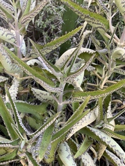 Kalanchoe daigremontiana