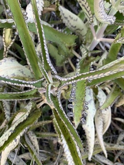 Kalanchoe daigremontiana