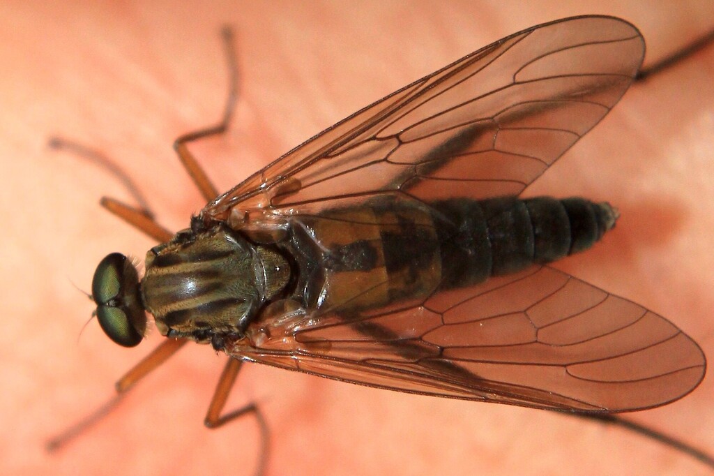 Rhagio rolandi