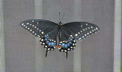 Papilio polyxenes asterius