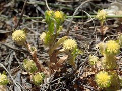 Triptilodiscus pygmaeus
