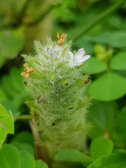 Nelsonia canescens