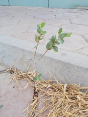 Ziziphus jujuba
