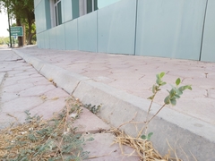 Ziziphus jujuba