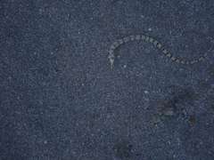 Corythoichthys flavofasciatus